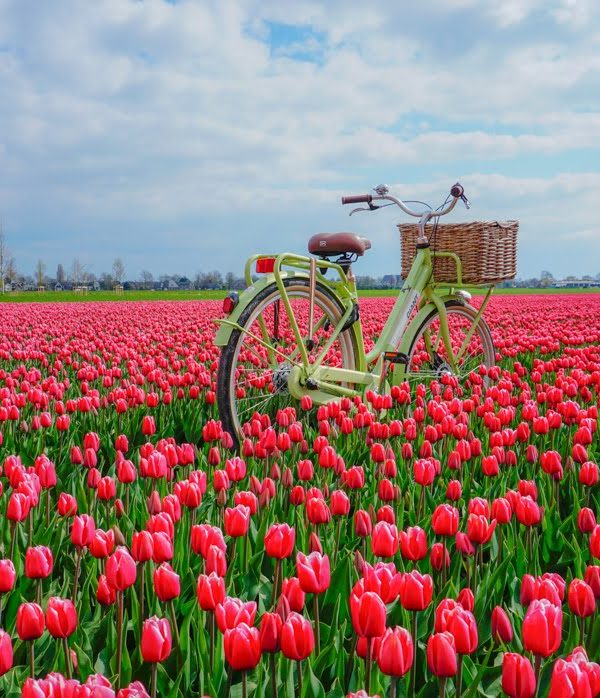 See the tulip fields from Amsterdam – the best of tulip tours