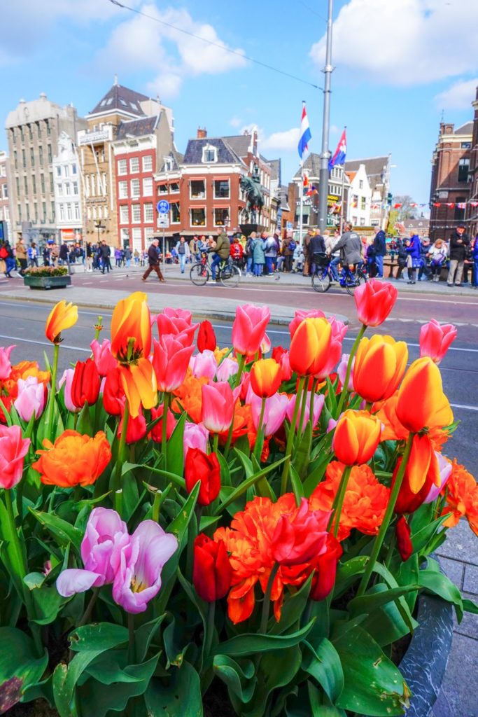 Your ultimate tulip fields in Netherlands guide and how to see the tulip fields near Amsterdam, and without the crowds. Take beautiful tulip fields Netherlands photography that you will have forever, and see other Netherlands travel destinations you never thought about. #travel #tulips #netherlands