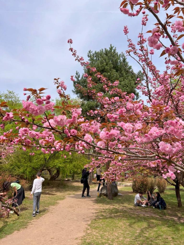 Gradina Japoneza Bucuresti