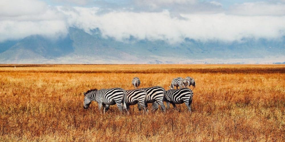 Safari Tanzania si Zanzibar